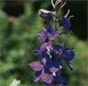 wf_larkspur_rocket.jpg